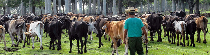 Животноводство в Камагуэе Ganadería en Camagüey